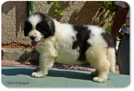 Cachorra mastin del Pirineo camada "H" de Reis D'Aragón