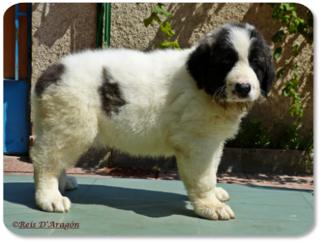 Cachorra mastin del Pirineo camada "H" de Reis D'Aragón