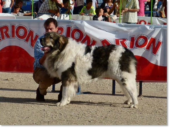 EXPOSICION INTERNACIONAL CANINA TALAVERA 2014