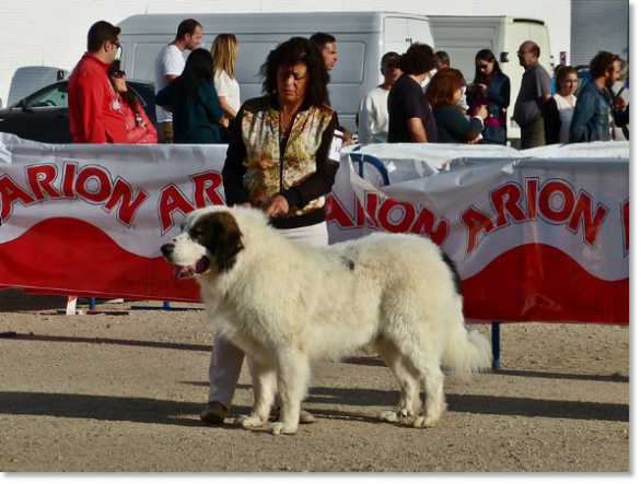 EXPOSICION INTERNACIONAL CANINA TALAVERA 2014