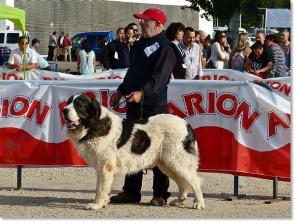 EXPOSICION INTERNACIONAL CANINA TALAVERA 2014