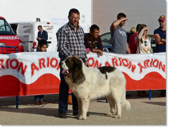 EXPOSICION INTERNACIONAL CANINA TALAVERA 2014