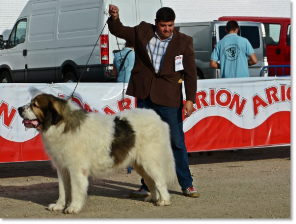 EXPOSICION INTERNACIONAL CANINA TALAVERA 2014