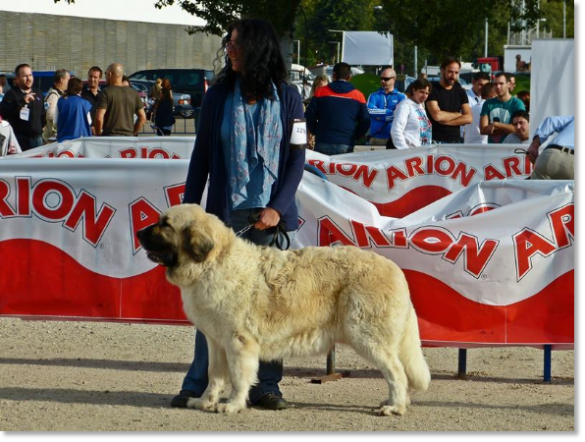 EXPOSICION INTERNACIONAL CANINA TALAVERA 2014