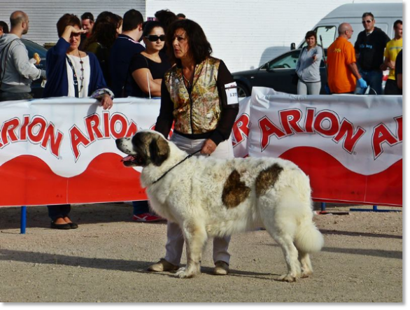 EXPOSICION INTERNACIONAL CANINA TALAVERA 2014