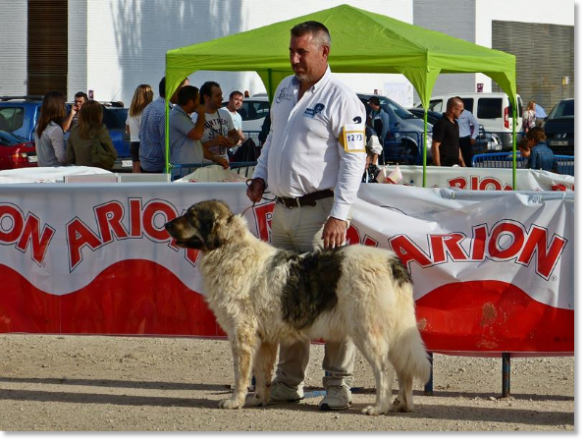 EXPOSICION INTERNACIONAL CANINA TALAVERA 2014