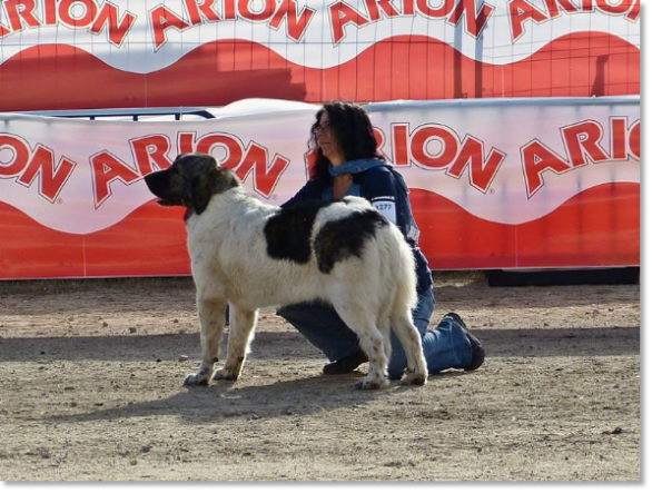 EXPOSICION INTERNACIONAL CANINA TALAVERA 2014