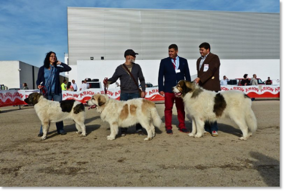 EXPOSICION INTERNACIONAL CANINA TALAVERA 2014