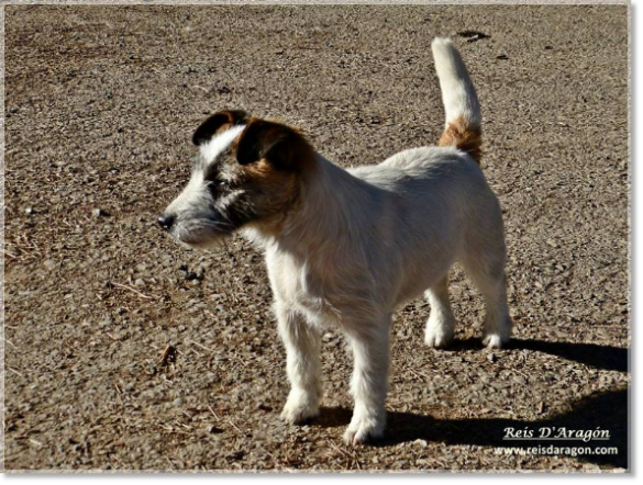 Jack Russell Terrier Lura de Gaspalleira. Hembra 16 meses Jack Russell Terrier Lura de Gaspalleira