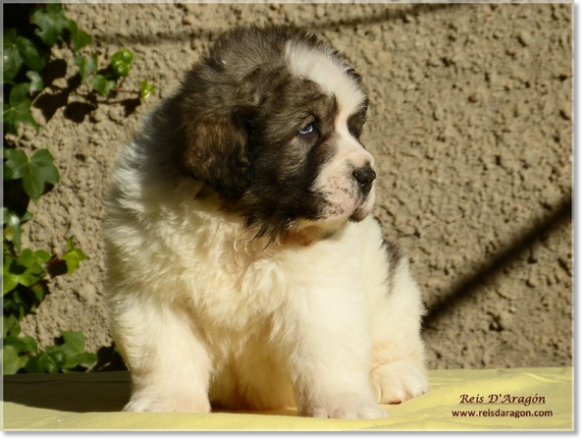 Cachorros mastin del Pirineo de Reis D'Aragón