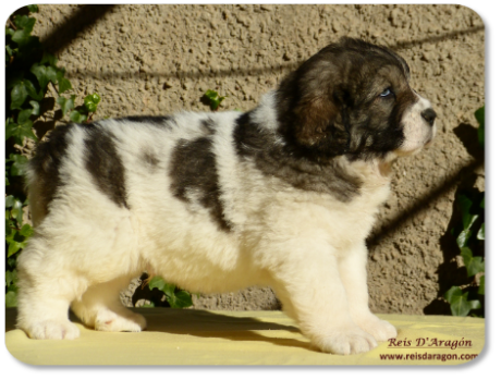 Cachorro mastin del Pirineo camada "I" de Reis D'Aragón