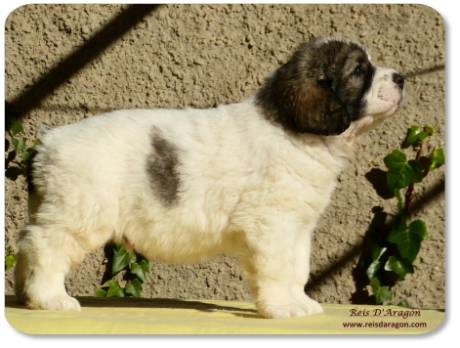 Cachorro mastin del Pirineo camada "I" de Reis D'Aragón