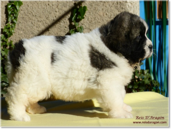 Mastín del Pirineo cachorra Ibieca de Reis D'Aragón