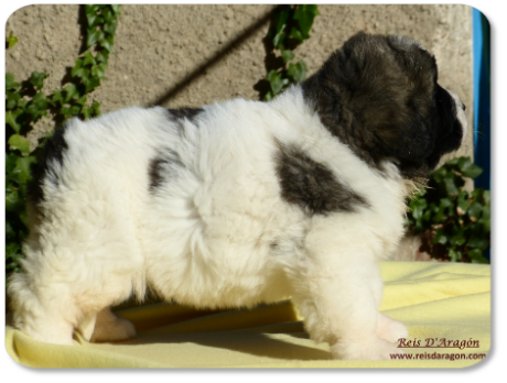 Cachorra mastin del Pirineo camada "I" de Reis D'Aragón