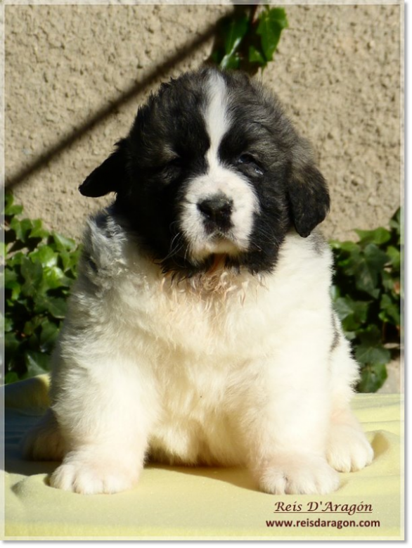 Mastín del Pirineo cachorra Ibieca de Reis D'Aragón