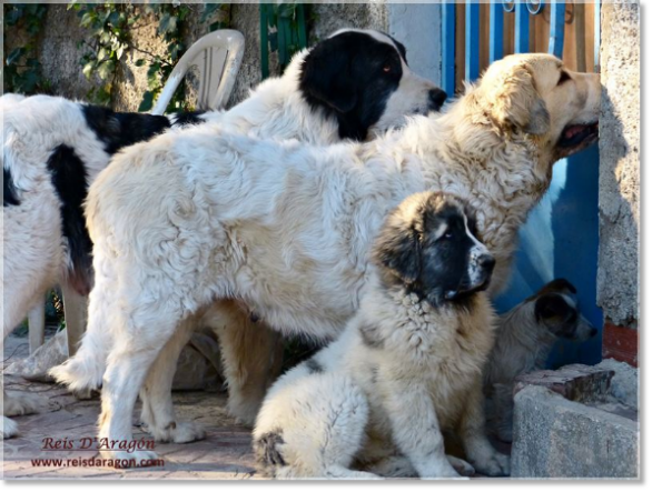 Mastines del Pirineo y Jack Russell Terrier en Reis D'Aragón