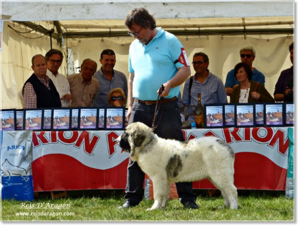 Mastín del Pirineo cachorra Ibieca de Reis D'Aragón