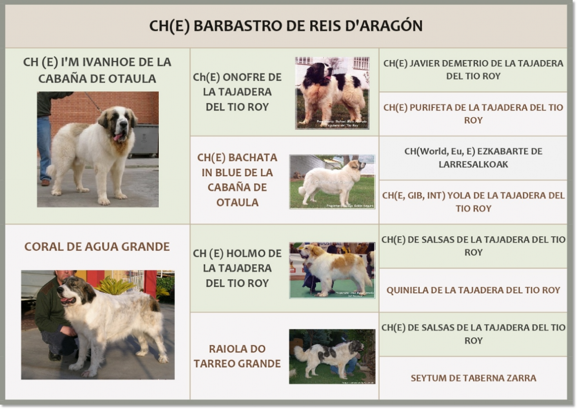 Mastín del Pirineo CH Barbastro de Reis D'Aragón Pedigrí de CH Barbastro de Reis D'Aragón