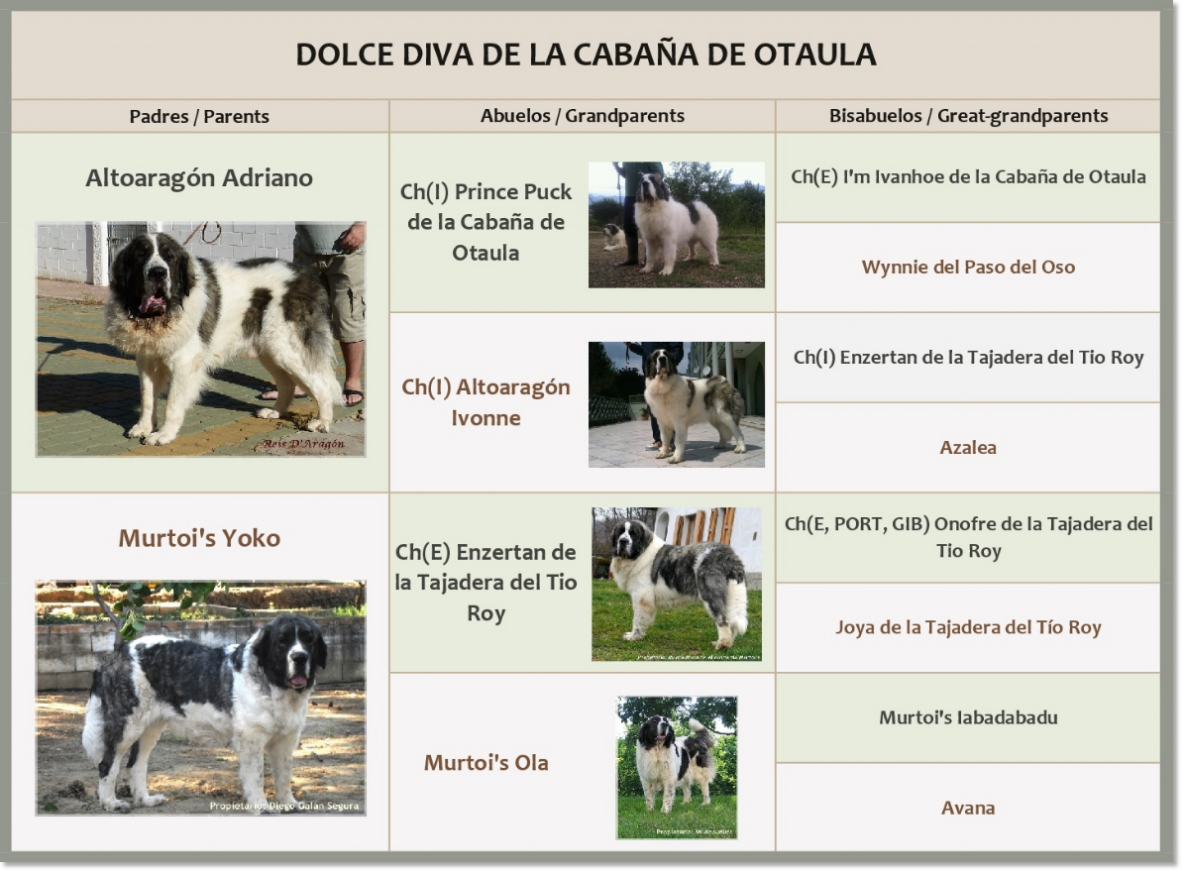 Mastín del Pirineo Dolce Diva de la Cabaña de Otaula Pedigrí de Dolce Diva de la Cabaña de Otaula