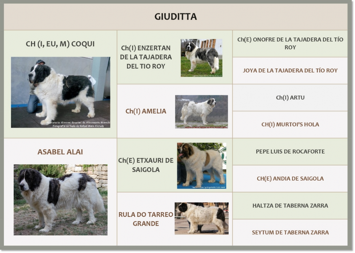 Mastín del Pirineo Giuditta Pedigrí de Giuditta