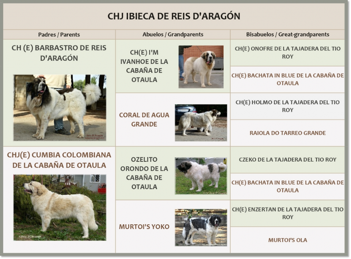 Mastín del Pirineo CHJ Ibieca de Reis D'Aragón Pedigrí de CHJ Ibieca de Reis D'Aragón