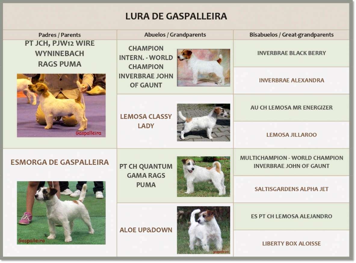 Jack Russell Terrier Lura de Gaspalleira Pedigrí de Lura de Gaspalleira