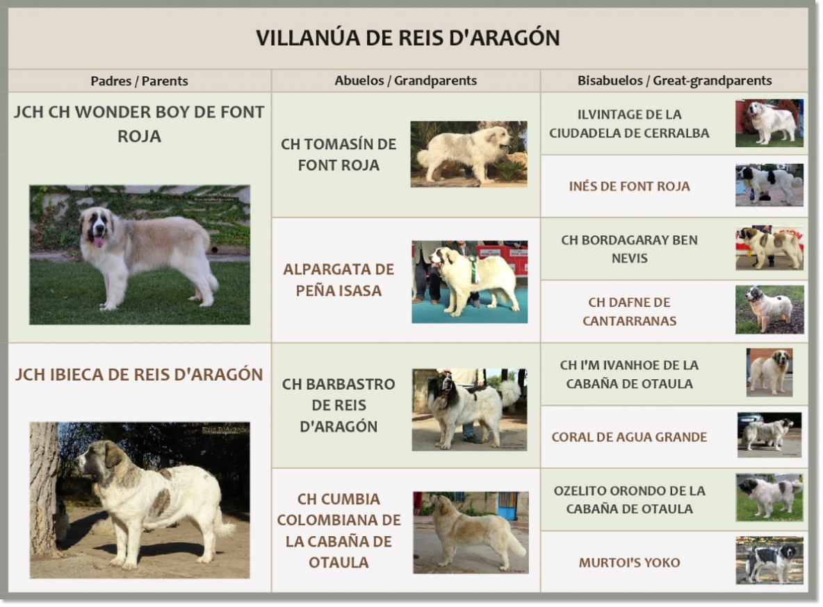 Mastín del Pirineo Villanúa de Reis D'Aragón Pedigrí de Villanúa de Reis D'Aragón