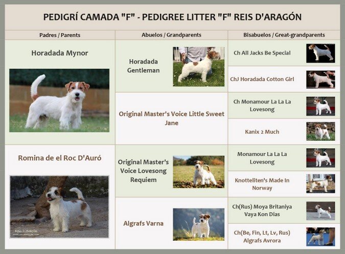Genealogía de Fosforita de Reis D'Aragón, Jack Russell Terrier, con padres, abuelos y bisabuelos