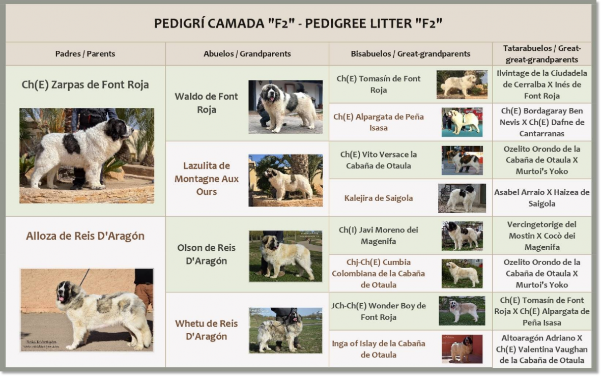 Pedigri de los cachorros mastín del Pirineo Pedigri de los cachorros mastín del Pirineo