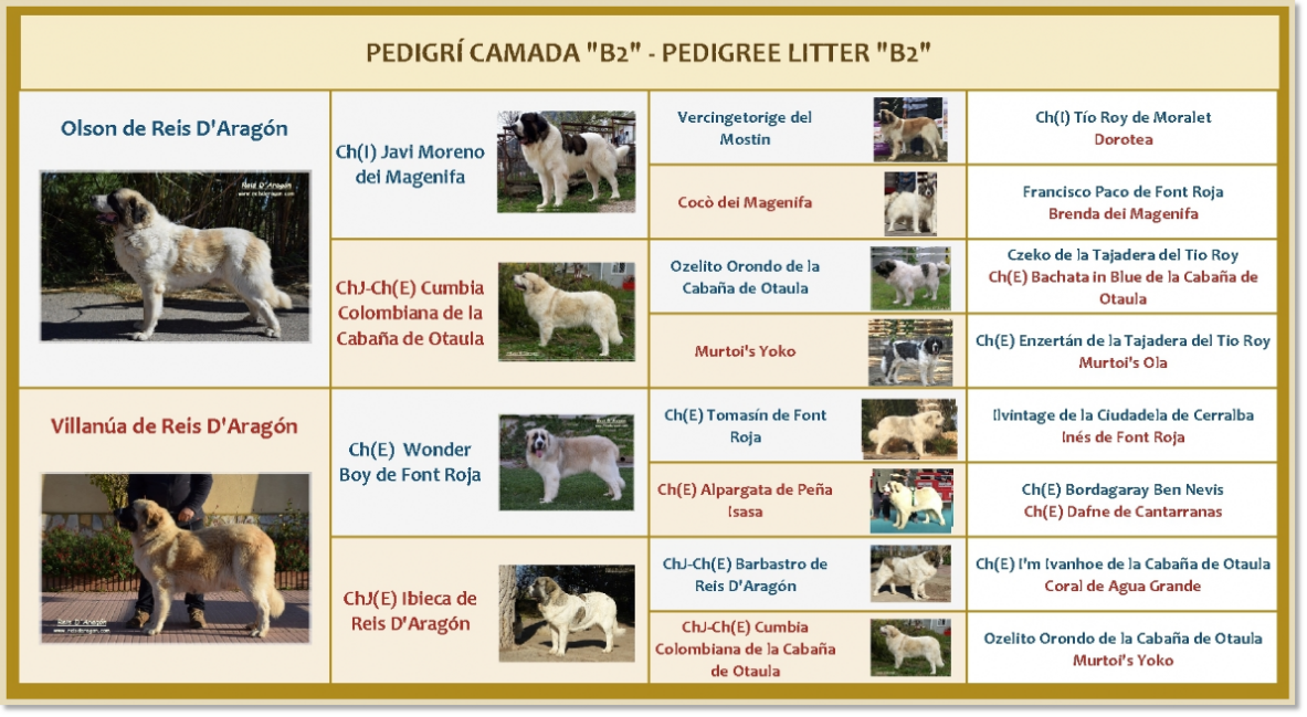 Pedigri de los cachorros B2 de Reis D'Aragón