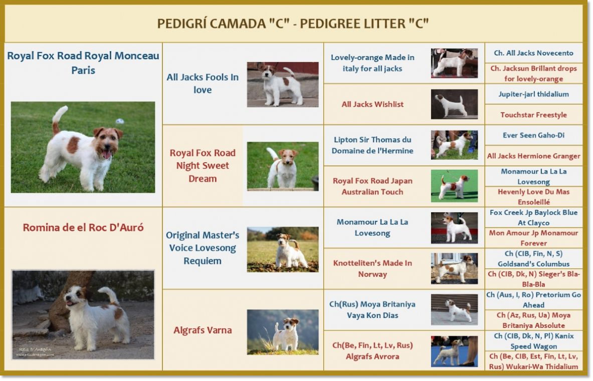 Pedigri de los cachorros Jack Russell Terrier de Reis D'Aragón Pedigri de los cachorros Jack Russell Terrier de Reis D'Aragón