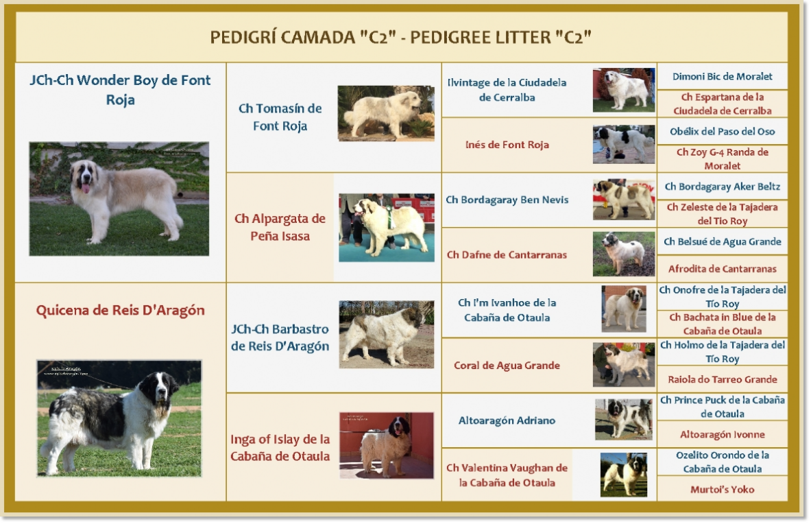 Pedigri de los cachorros C2 de Reis D'Aragón