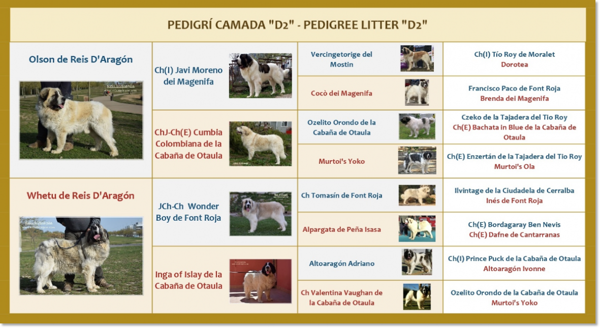 Pedigri de los cachorros de Reis D'Aragón Pedigri de los cachorros de Reis D'Aragón