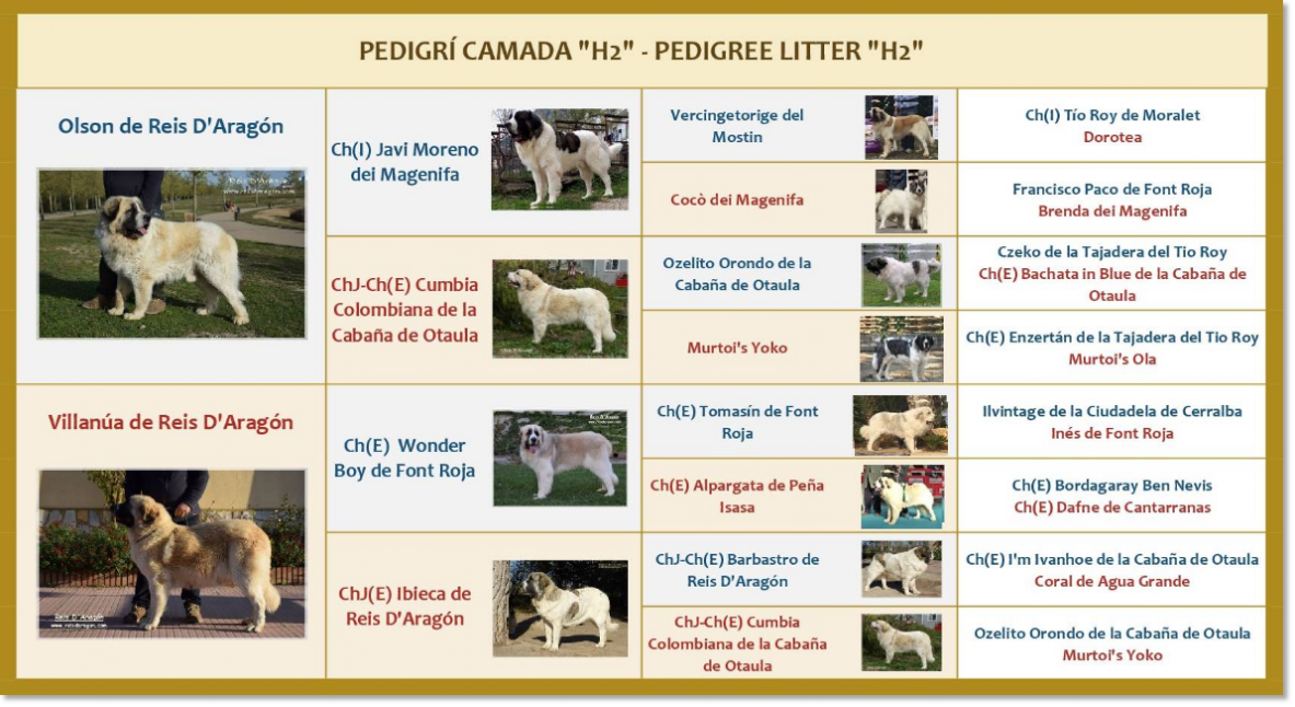 Pedigri de los cachorros mastín del Pirineo Pedigri de los cachorros mastín del Pirineo