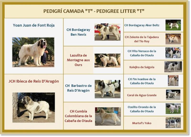 Pedigri de los cachorros