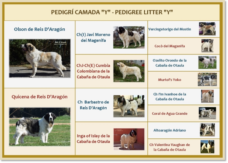 Pedigri de los cachorros