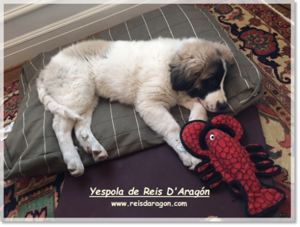 Cachorro mastín del Pirineo Yespola de Reis D'Aragón