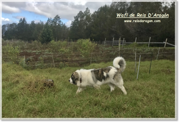 Wafi de Reis D'Aragón, cachorro mastín del Pirineo en Hawai