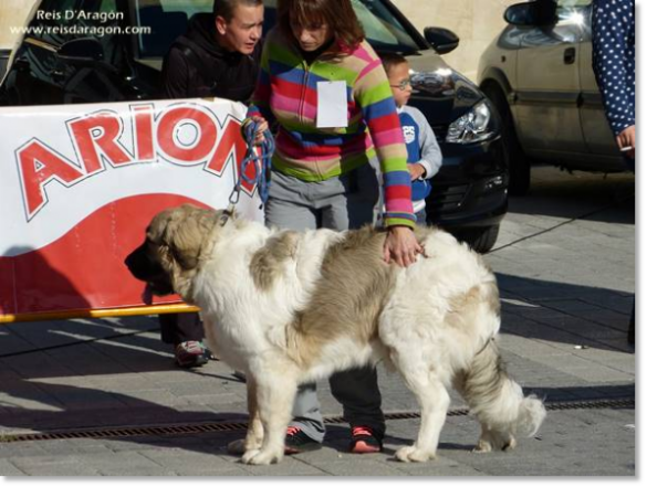 XII TOPAKETA - Concurso monográfico del Mastín del Pirineo 2016