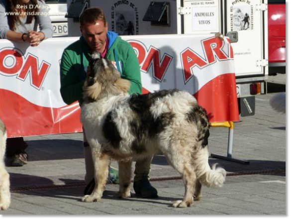 XII TOPAKETA - Concurso monográfico del Mastín del Pirineo 2016