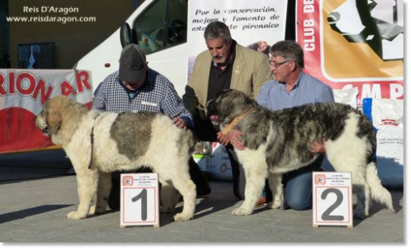 XII TOPAKETA - Concurso monográfico del Mastín del Pirineo 2016