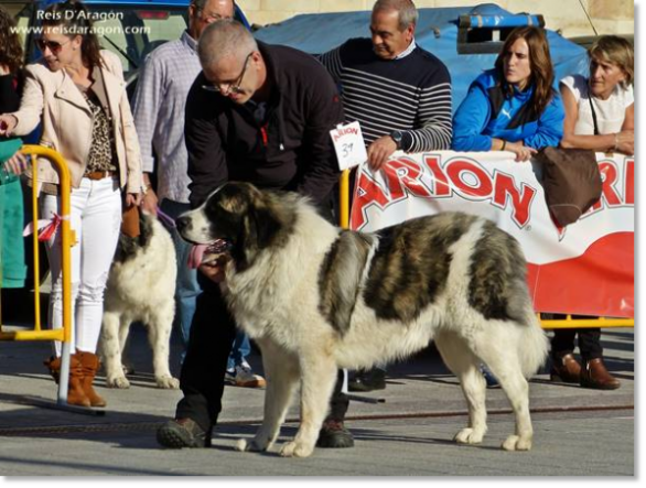 XII TOPAKETA - Concurso monográfico del Mastín del Pirineo 2016