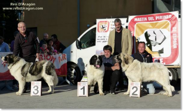 XII TOPAKETA - Concurso monográfico del Mastín del Pirineo 2016