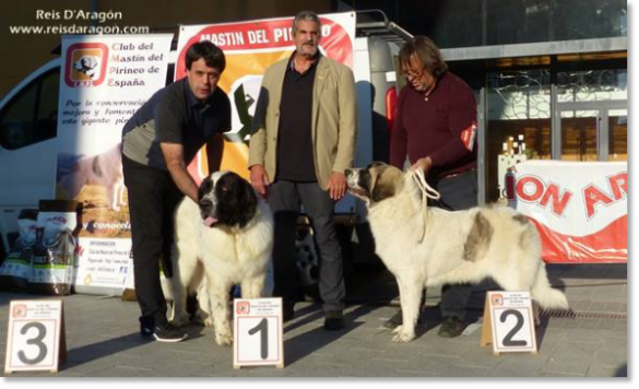 XII TOPAKETA - Concurso monográfico del Mastín del Pirineo 2016