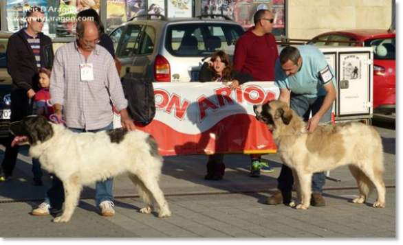 XII TOPAKETA - Concurso monográfico del Mastín del Pirineo 2016