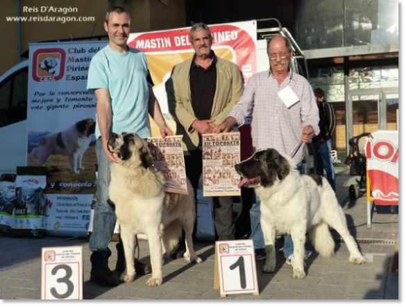 XII TOPAKETA - Concurso monográfico del Mastín del Pirineo 2016