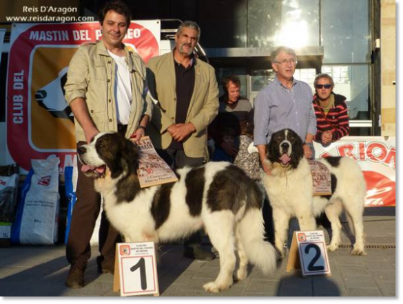 XII TOPAKETA - Concurso monográfico del Mastín del Pirineo 2016