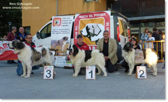 XII TOPAKETA - Concurso monográfico del Mastín del Pirineo 2016