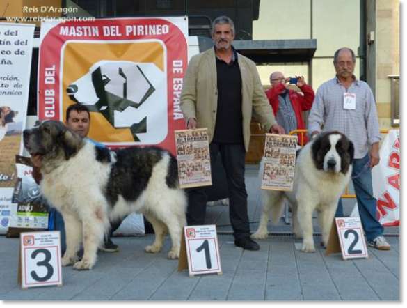 XII TOPAKETA - Concurso monográfico del Mastín del Pirineo 2016