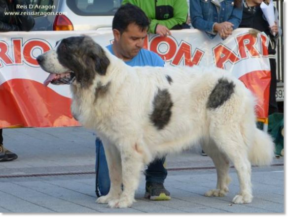 XII TOPAKETA - Concurso monográfico del Mastín del Pirineo 2016